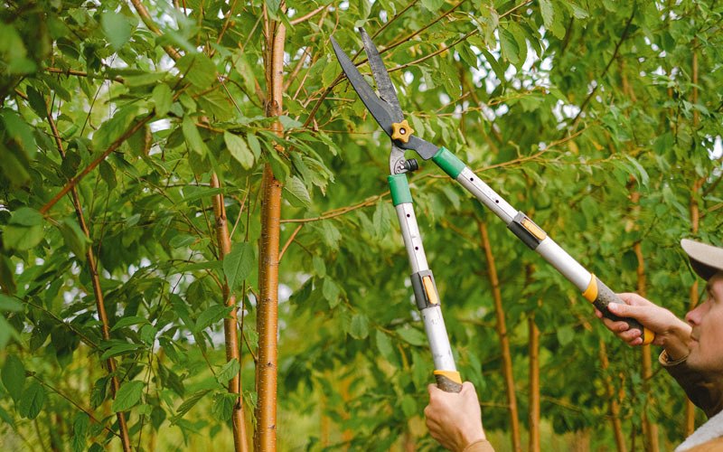 Tree trimming in Dorena, OR